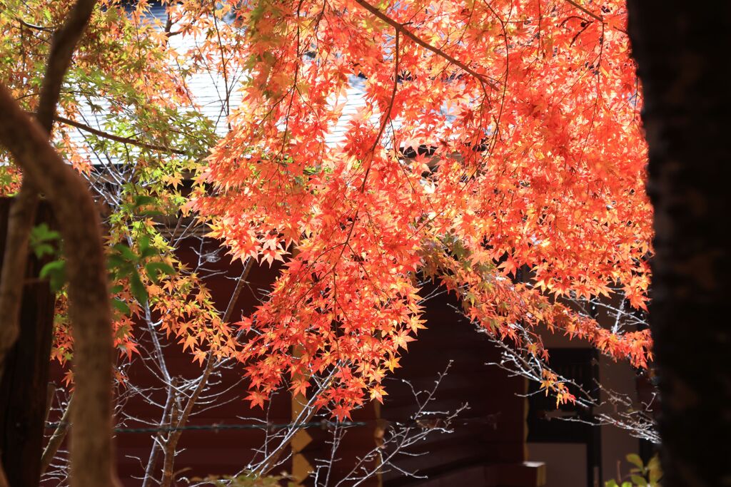 高野山の紅葉3