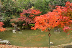公園池の紅葉