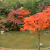 公園池の紅葉