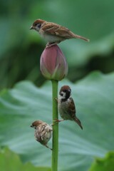 ハスに止まった雀