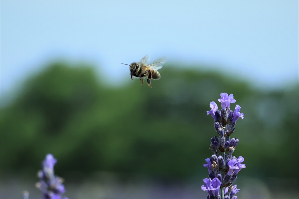 ラベンダーにミツバチ