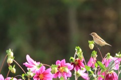 ダリヤとノビタキ