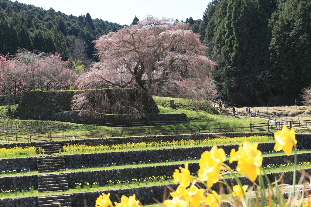 又兵衛桜