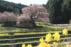 又兵衛桜
