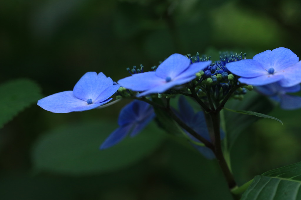 紫陽花　1