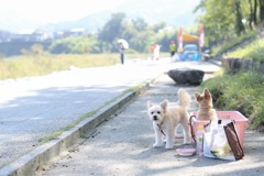 犬さん