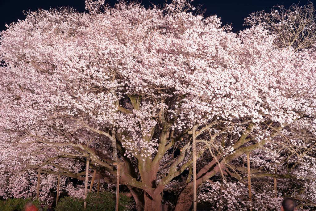 一心行の大桜　ライトアップ２