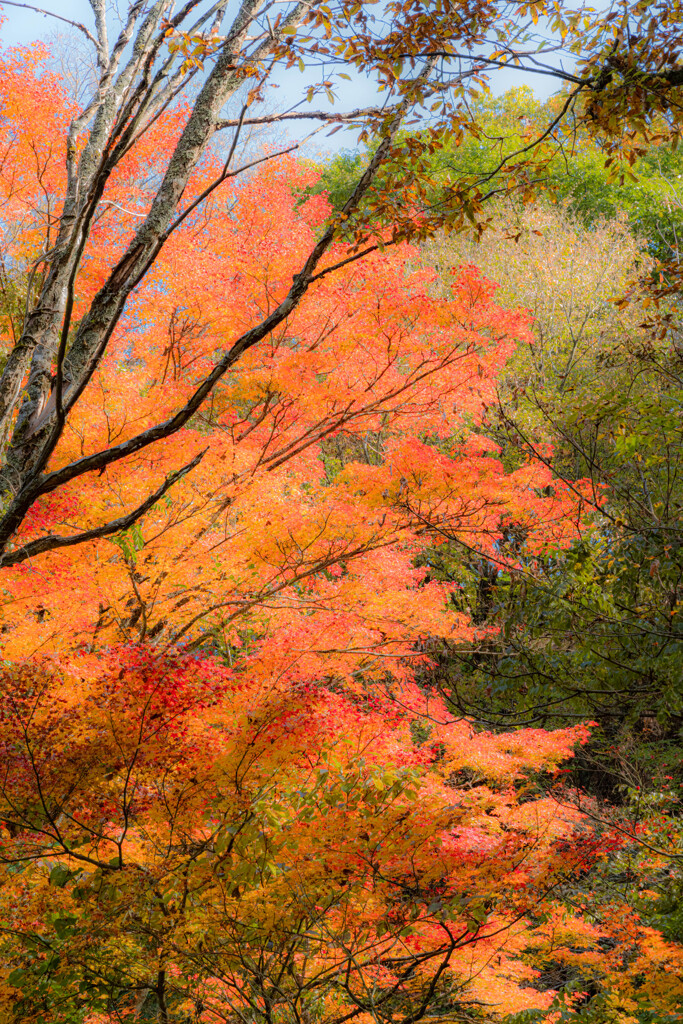 マゼノ渓谷の紅葉