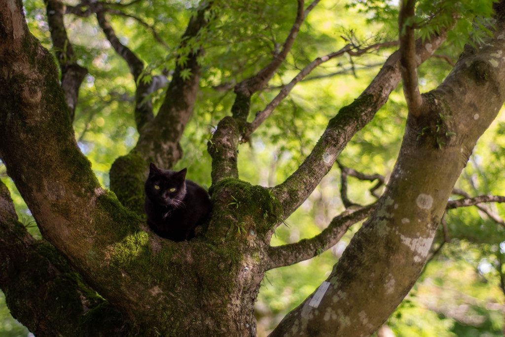 木の上の猫