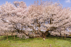 一心行の大桜