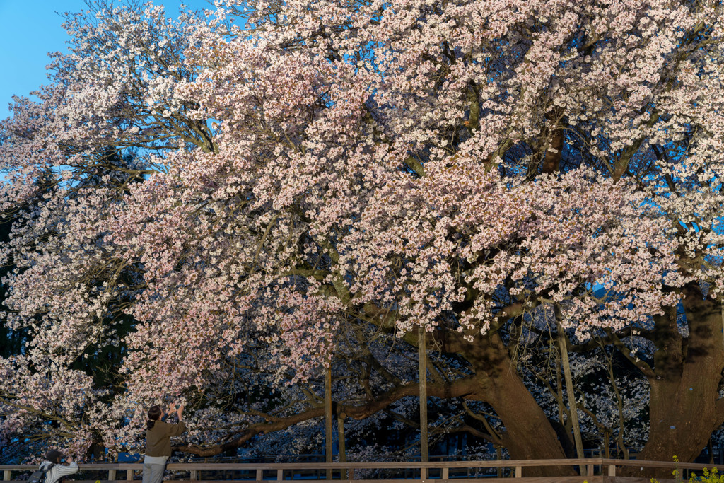 一心行の大桜　ライトアップ１