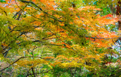 菊池渓谷の紅葉