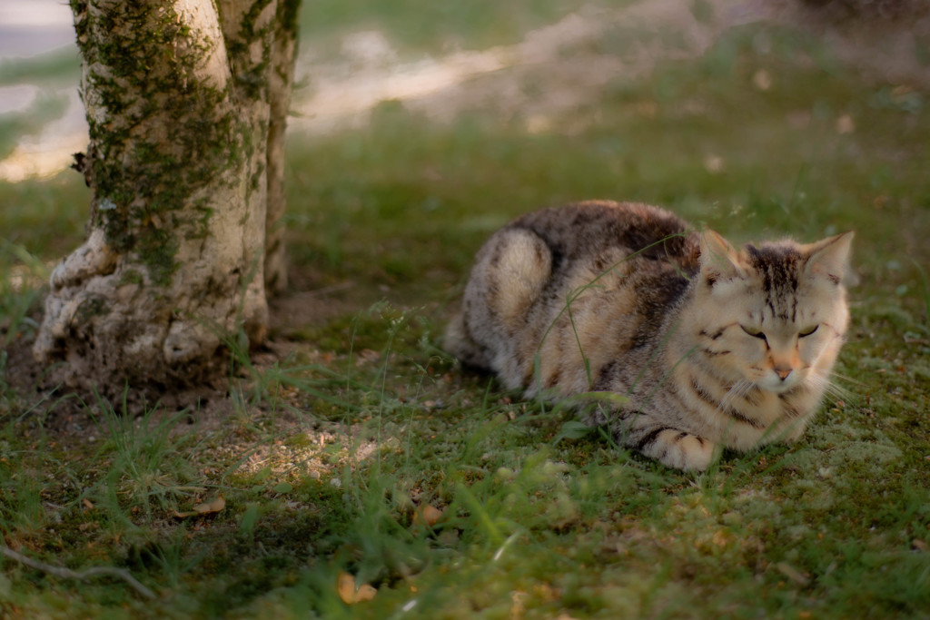 木の陰で涼む猫