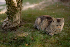 木の陰で涼む猫