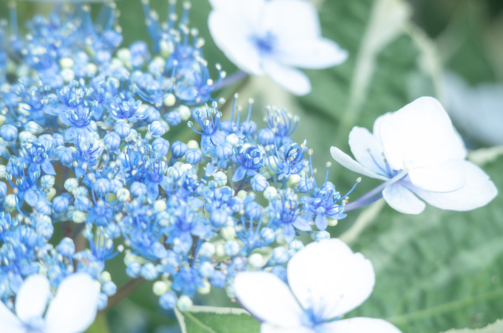 庭の紫陽花２
