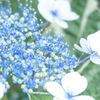 庭の紫陽花２