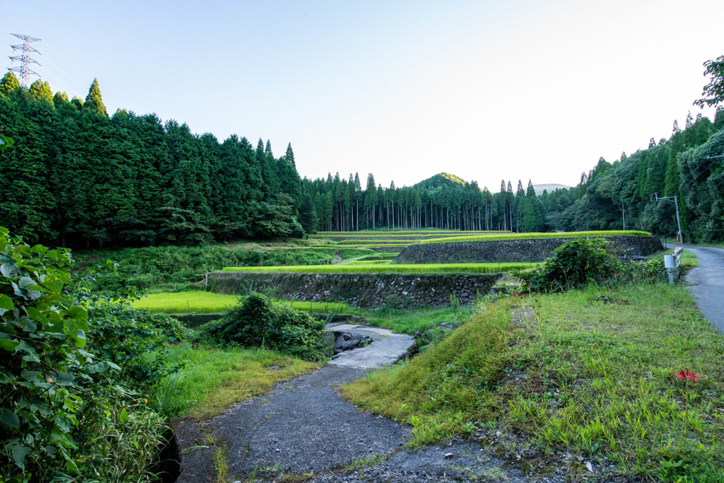 幸田の棚田