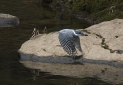 ヤマセミ