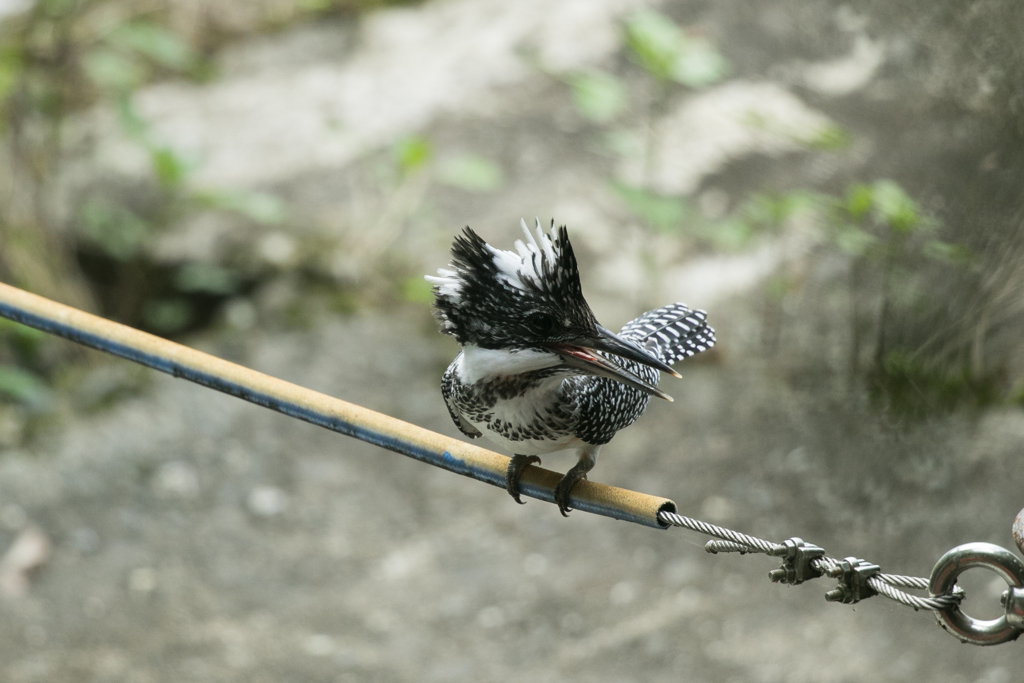 ヤマセミ幼鳥