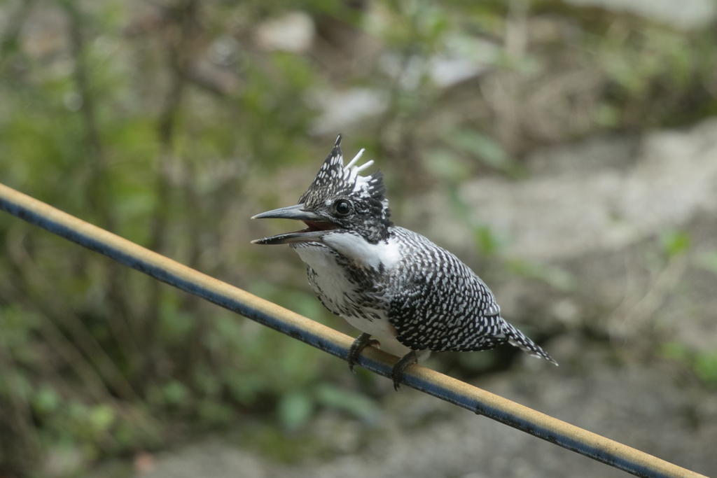 ヤマセミ幼鳥