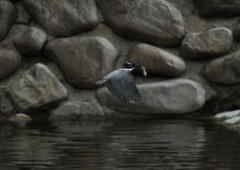 ヤマセミ