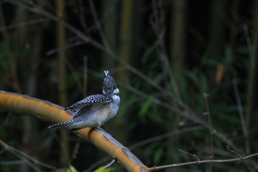 ヤマセミ幼鳥