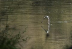 ヤマセミ