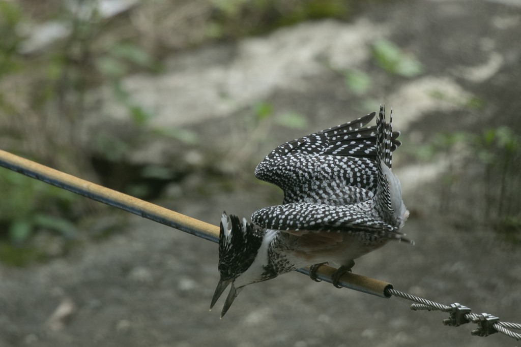 ヤマセミ幼鳥