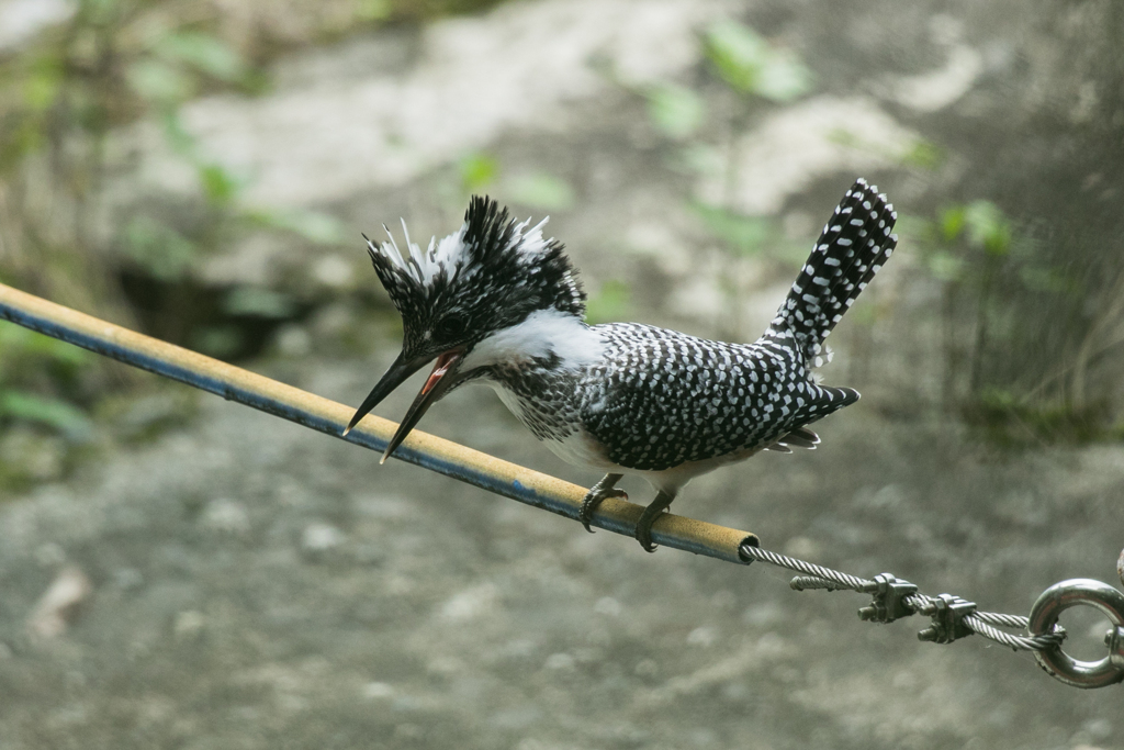ヤマセミ幼鳥