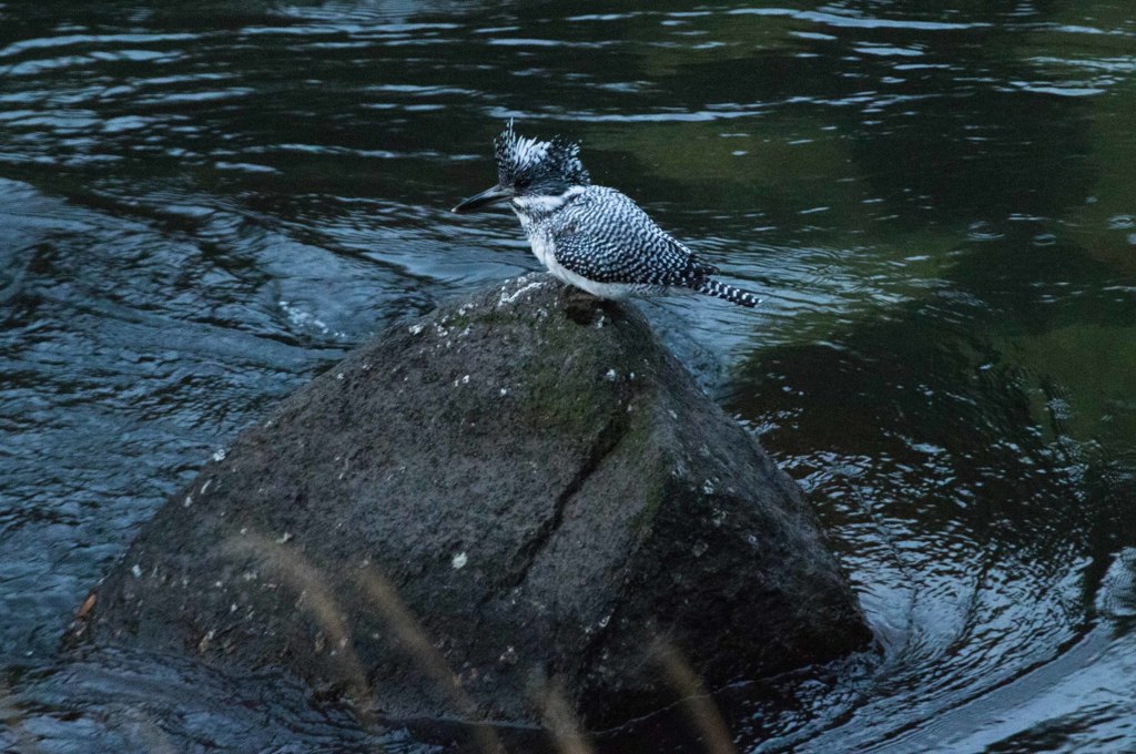 お魚探し