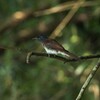 サンコウチョウ幼鳥