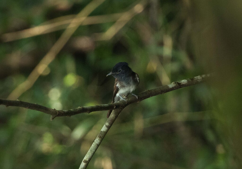 サンコウチョウ幼鳥