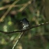 サンコウチョウ幼鳥