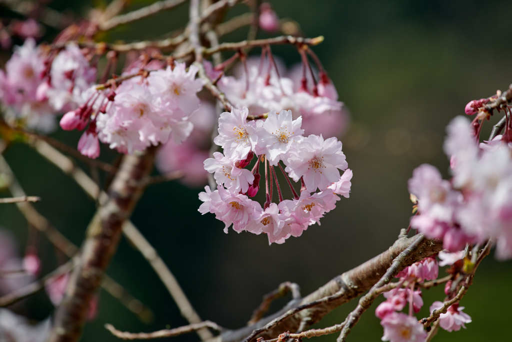 八重桜？