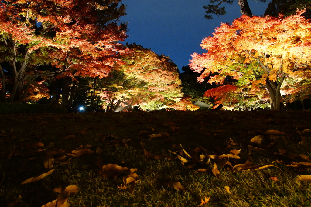紅葉ライトアップ