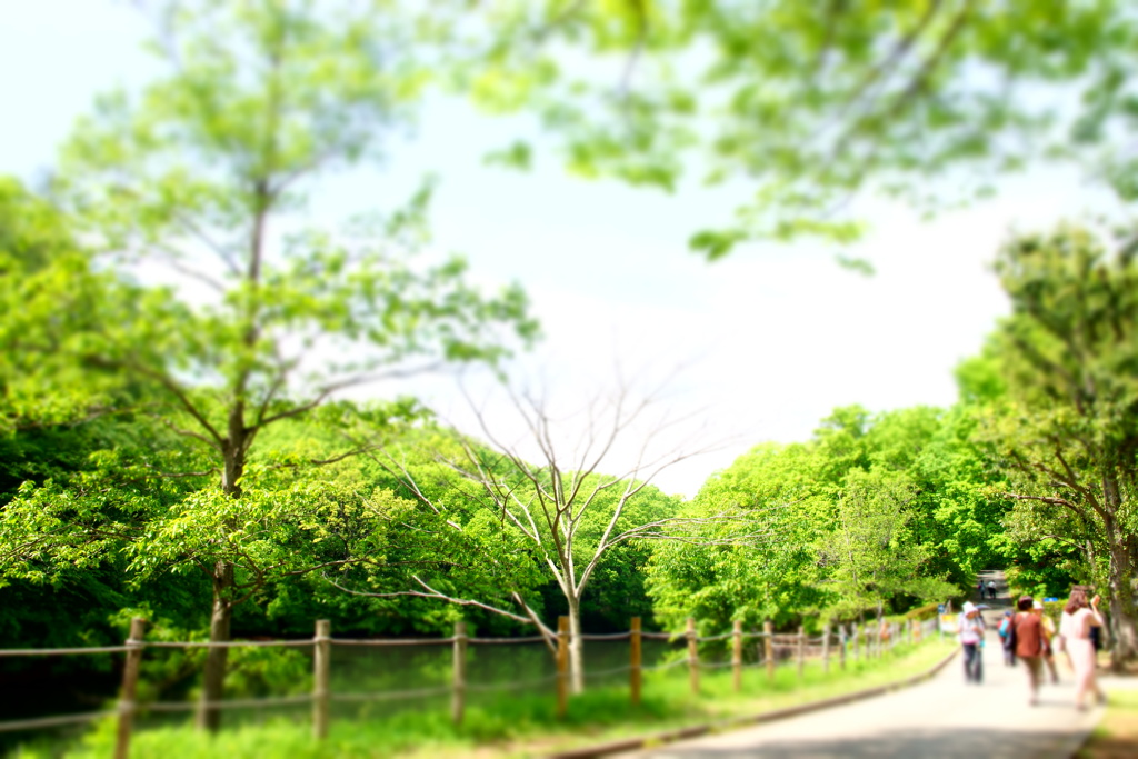 森林公園