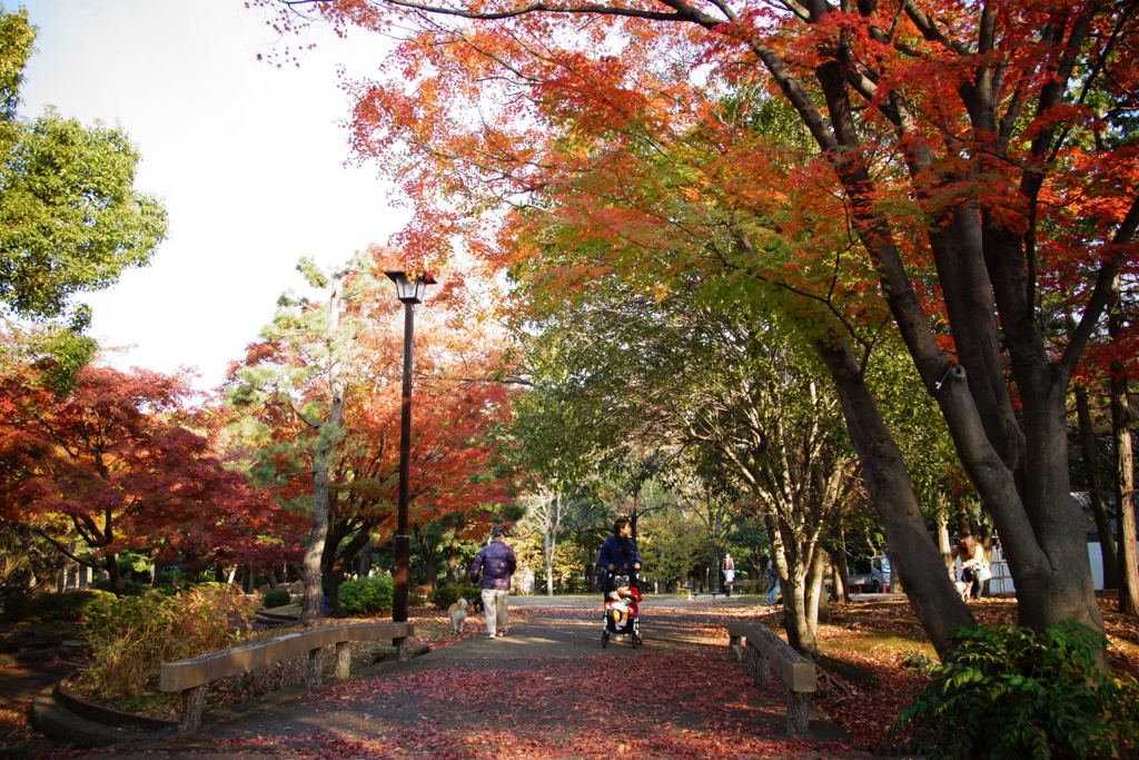 紅葉する清澄公園