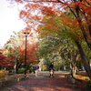 紅葉する清澄公園