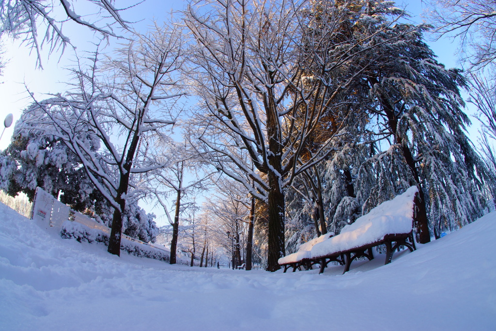 雪の積もる公園