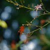 秋の終わり、雨上がり