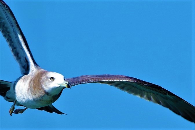 海鳥