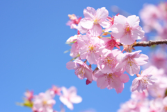 青空と桜