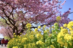 桜と菜の花