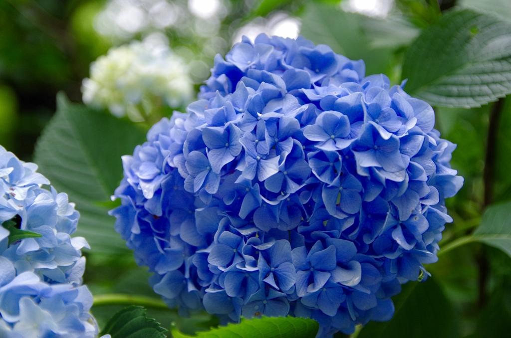 明月院 あじさい♯5