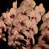 白い胡蝶蘭