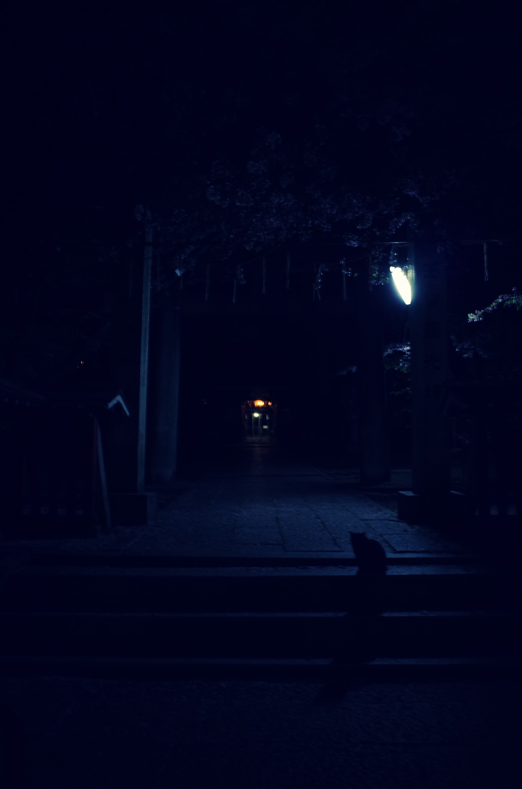 夜の神社とヌコ