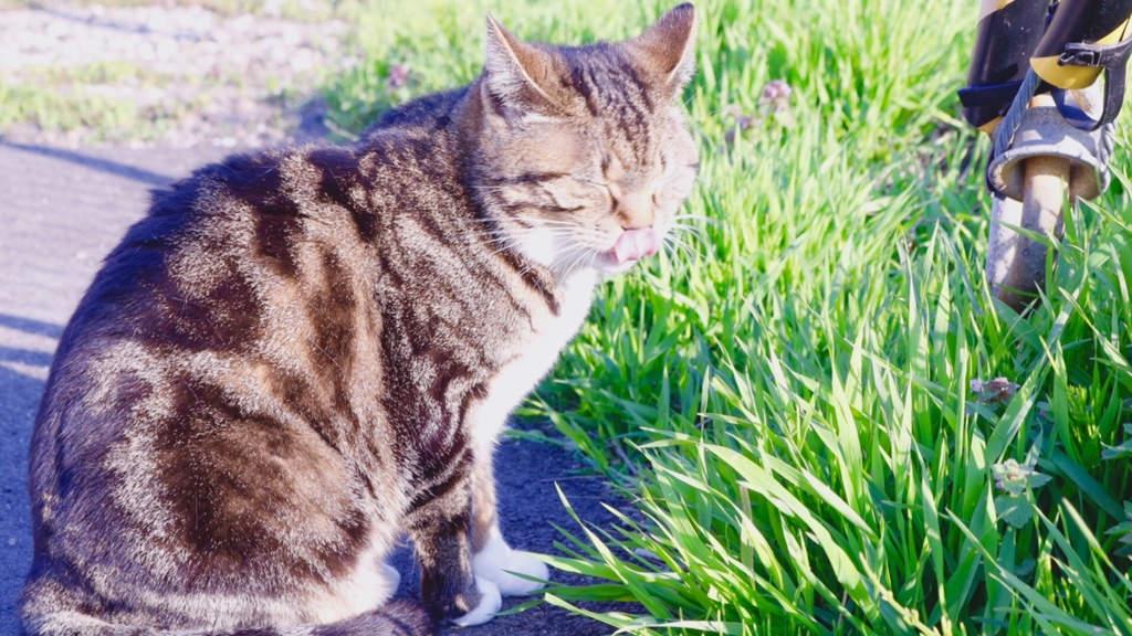 ぺろり。
