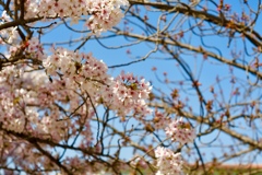 佐保川の桜2