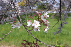 佐保川の桜1