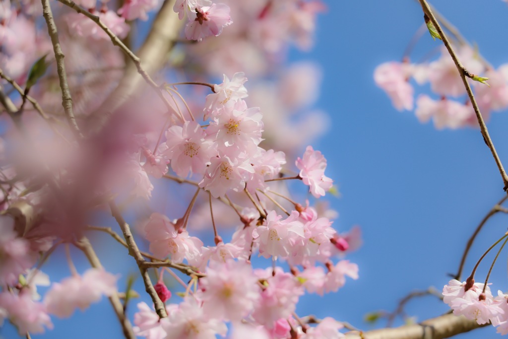 春の青空